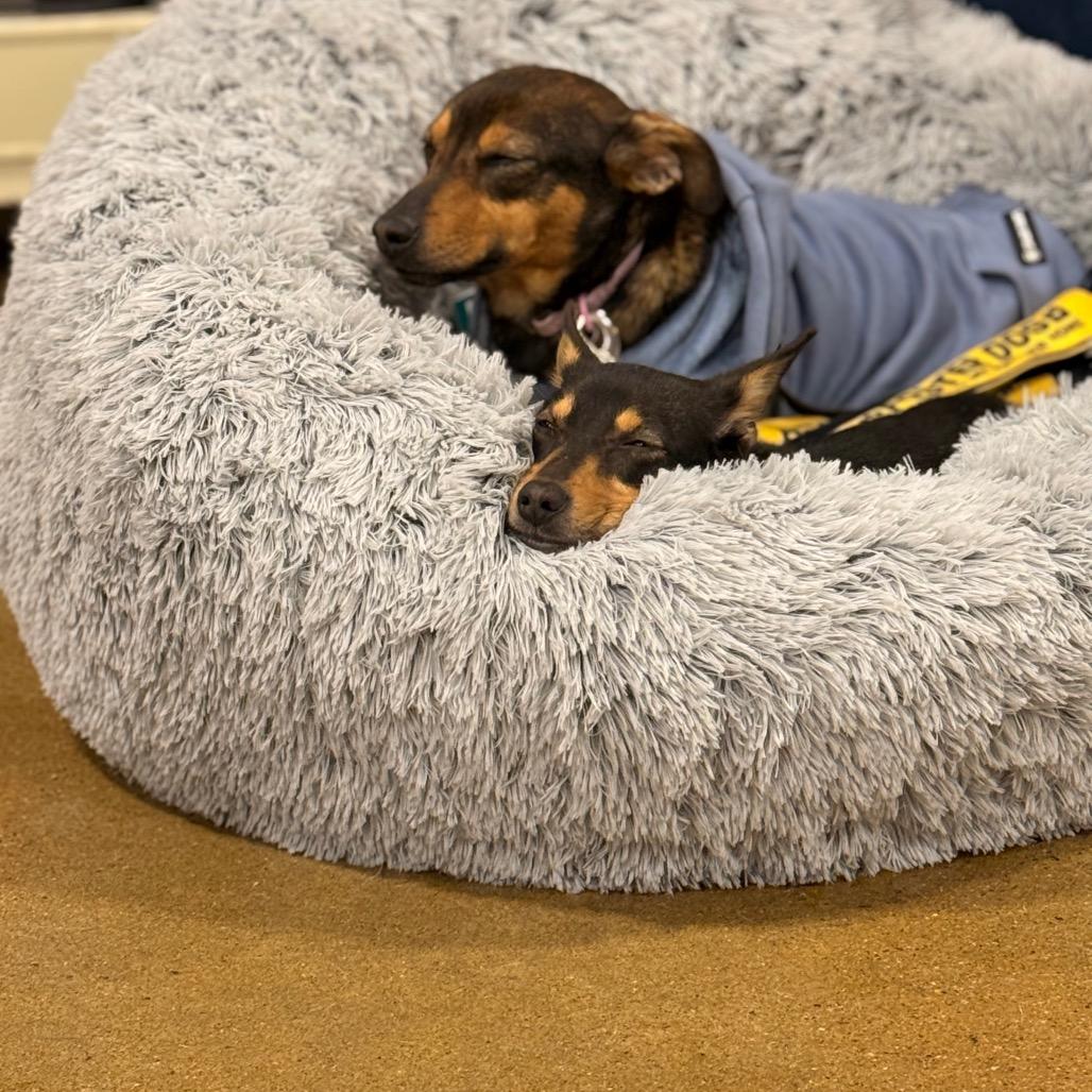 Ruby — thumbnail 5