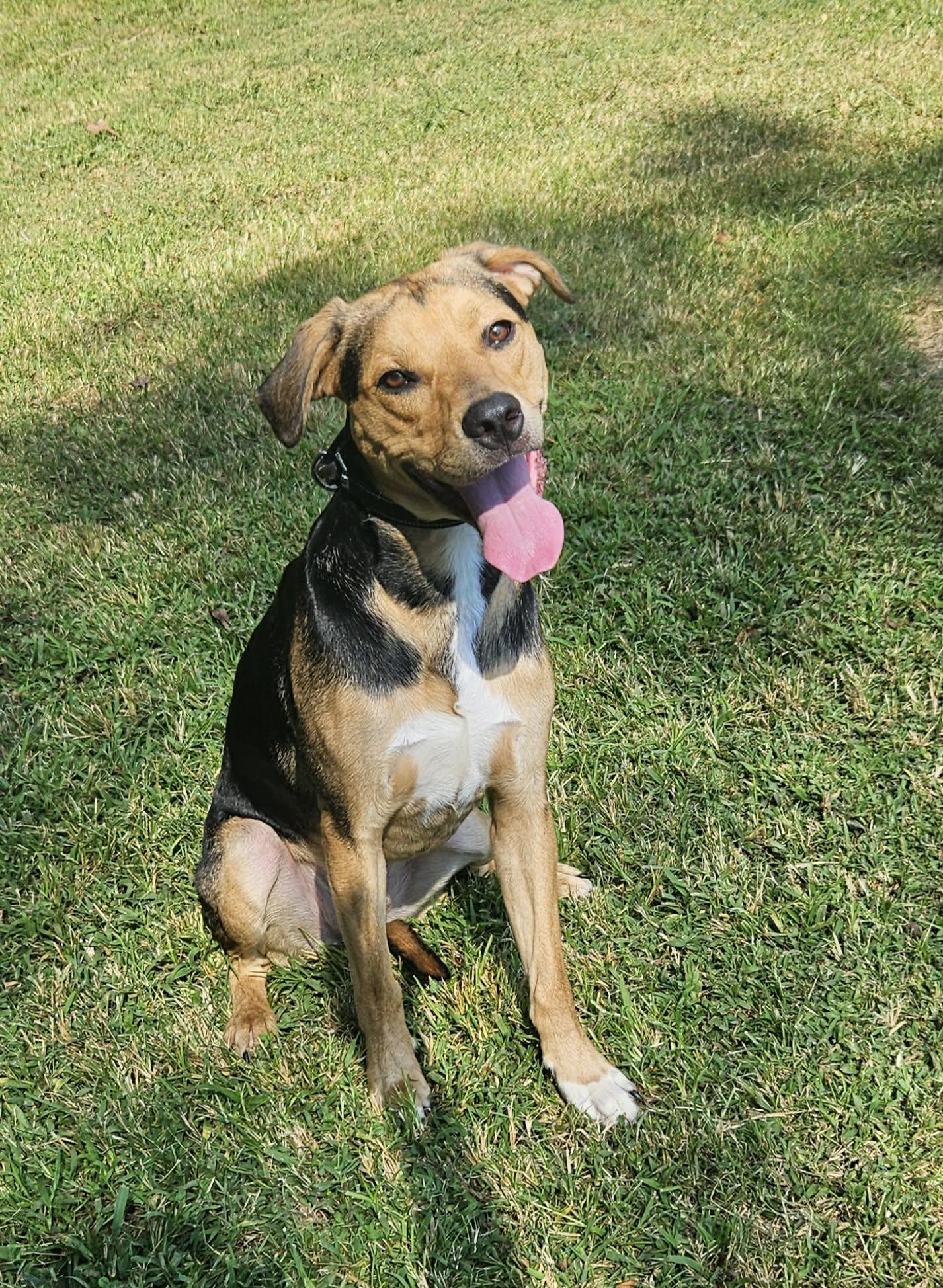 Enlarge Hunter, a Adoptable mixed breed in Mount Pleasant, NC image 2/3