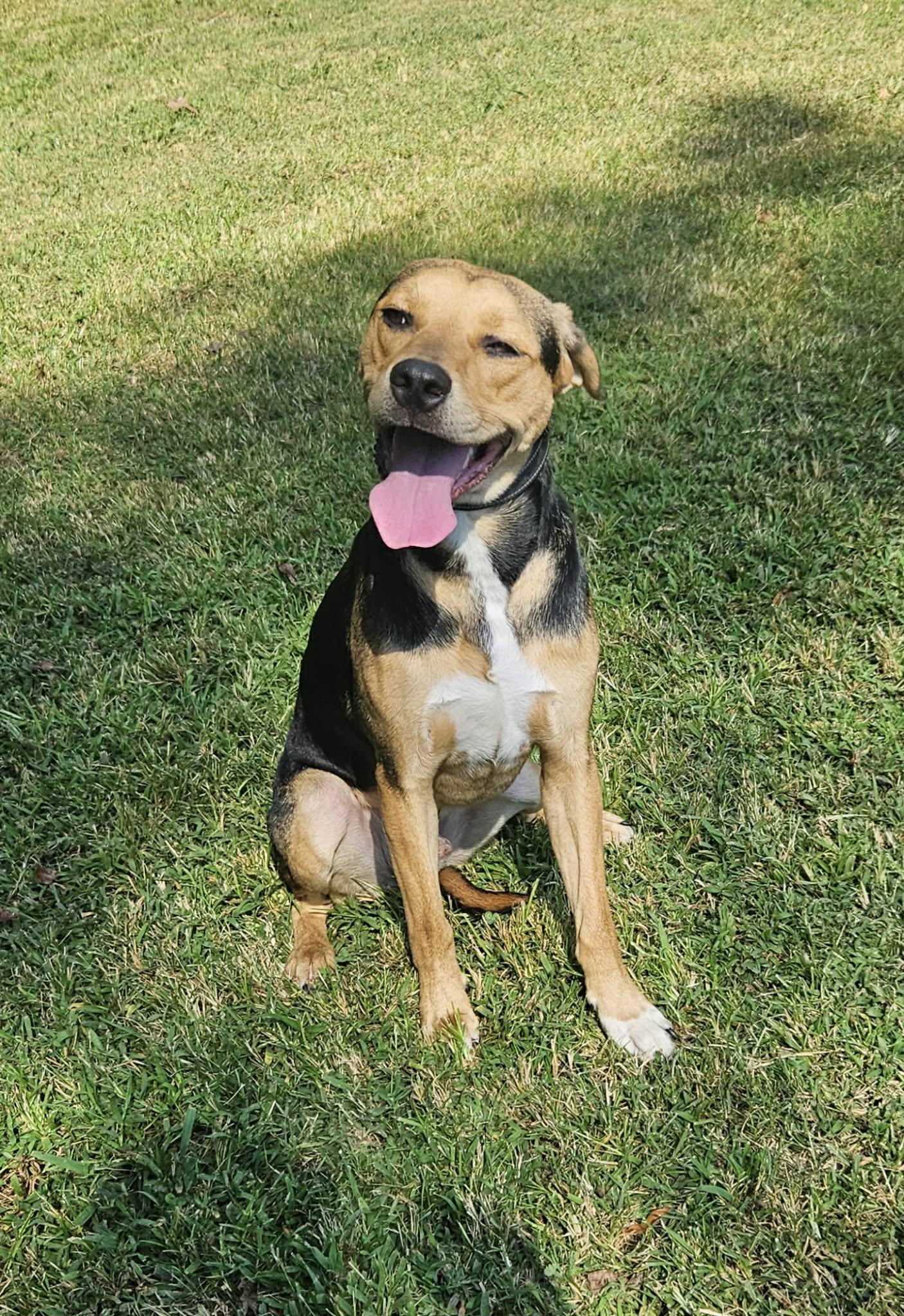 Enlarge Hunter, a Adoptable mixed breed in Mount Pleasant, NC image 1/3