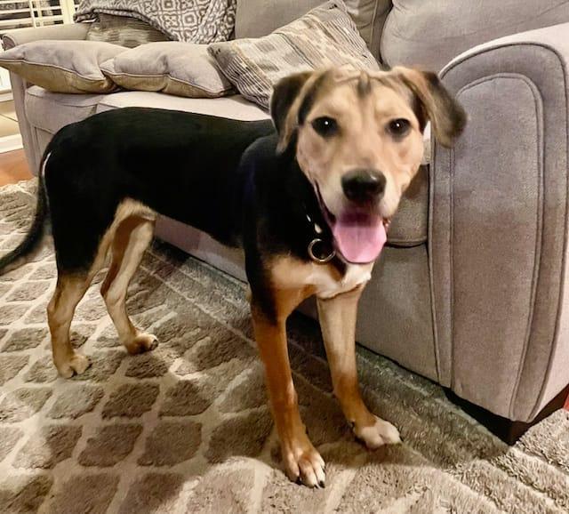 Enlarge Hunter, a Adoptable mixed breed in Mount Pleasant, NC image 3/3