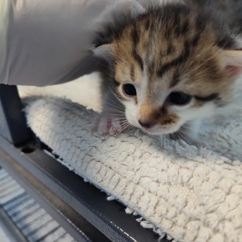 Enlarge Lemon (26-2104), a Adoptable Domestic Short Hair in Fort Smith, AR image 1/1