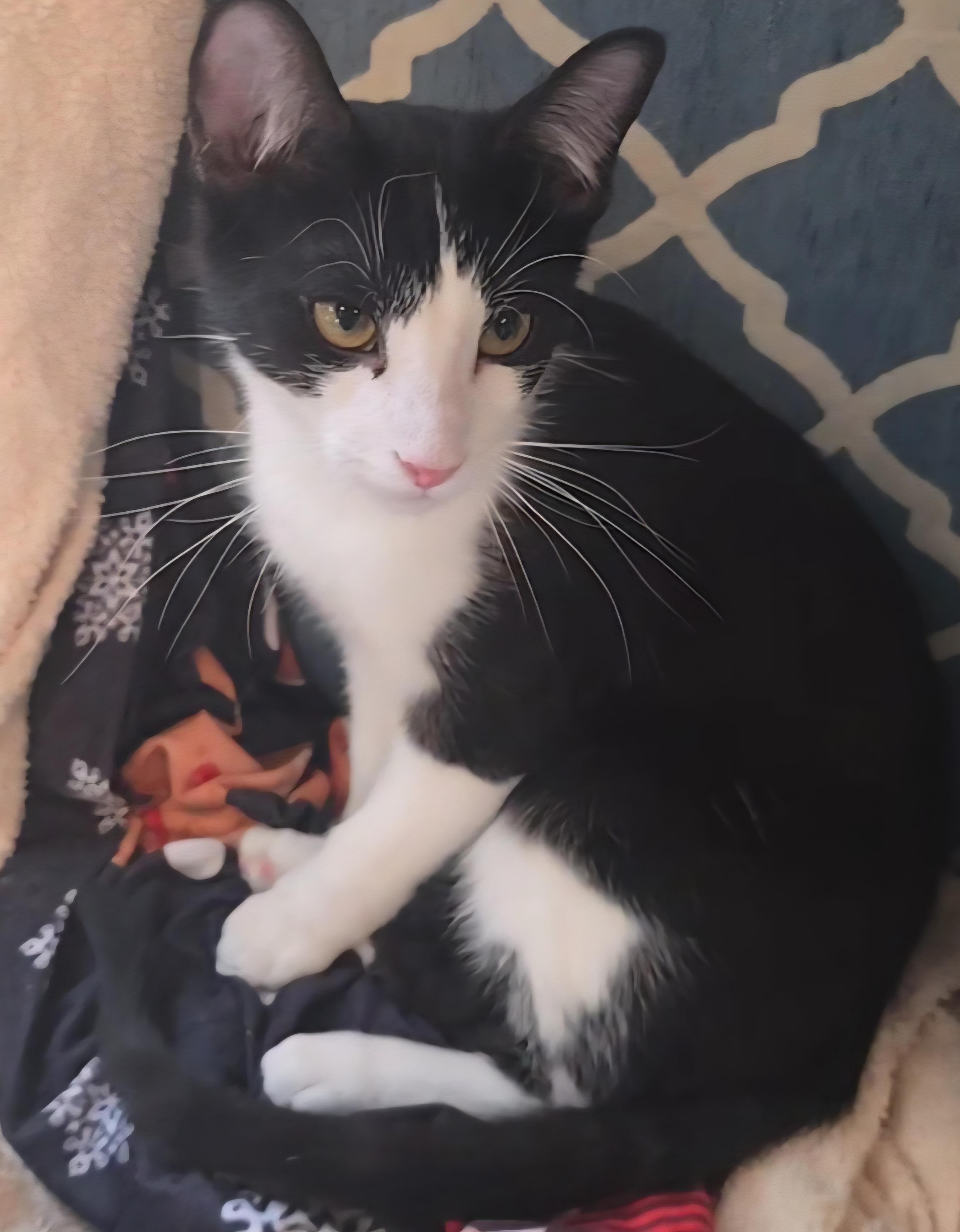 Enlarge Lucky, an adopted Tuxedo in Stevensville, ON image 2/2