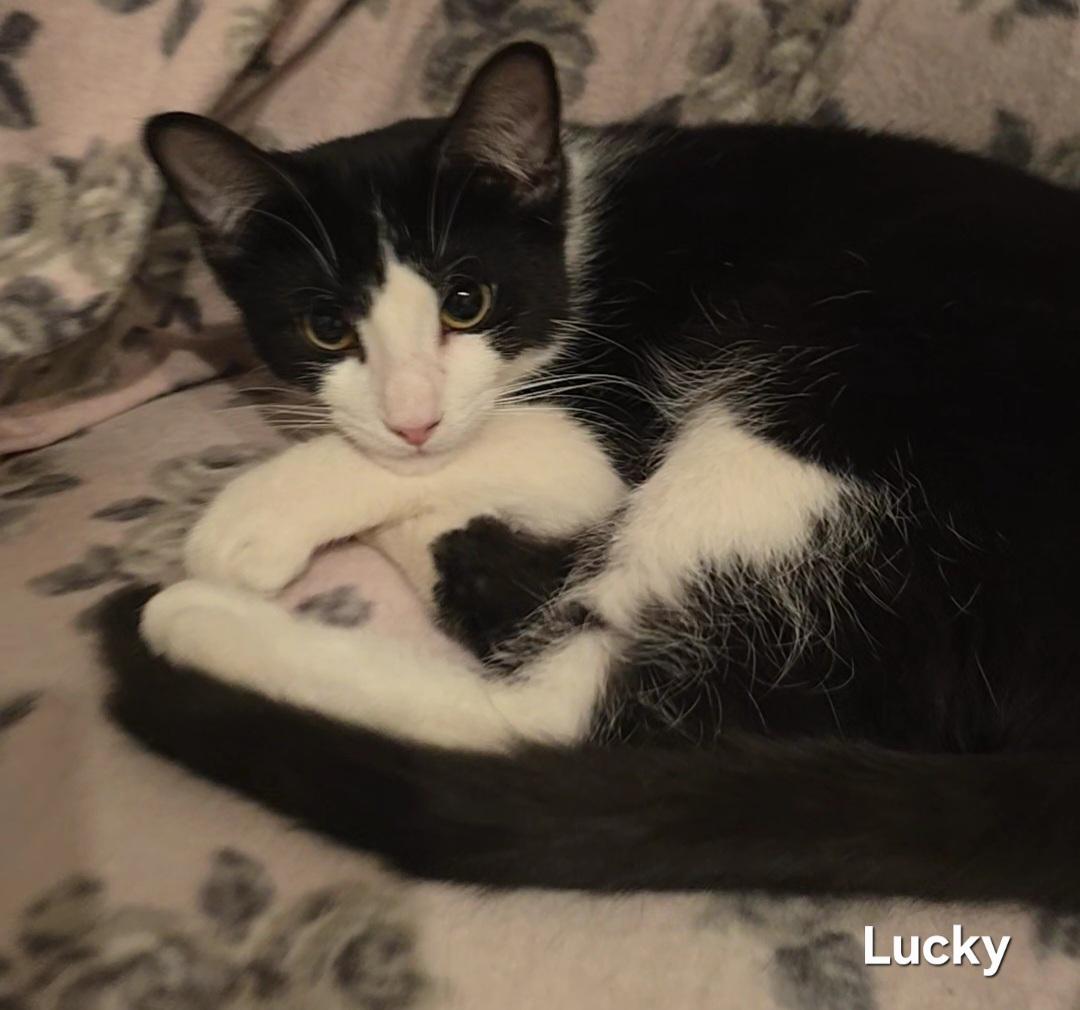 Lucky, Adoptable, Young Male Tuxedo.