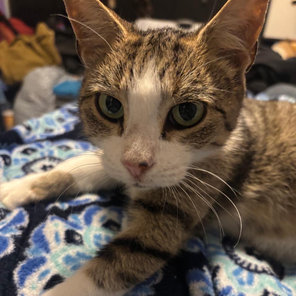 Enlarge Soapy (Sophie), a Adoptable Domestic Short Hair in Jessup, MD image 1/2