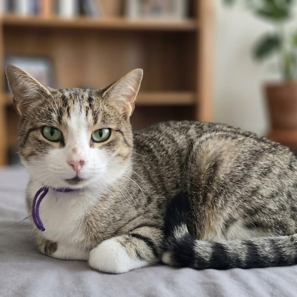 Enlarge Soapy (Sophie), a Adoptable Domestic Short Hair in Jessup, MD image 2/2