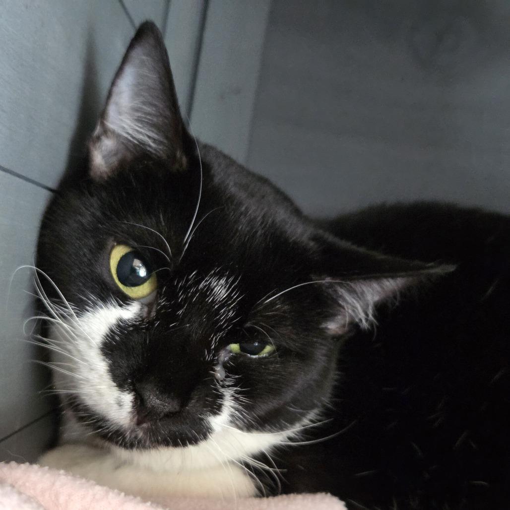 Enlarge Misty, a Adoptable Domestic Short Hair in Leander, TX image 1/1