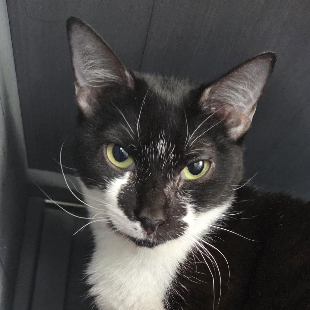 Misty, a Adoptable Domestic Short Hair in Leander, TX image 2/3