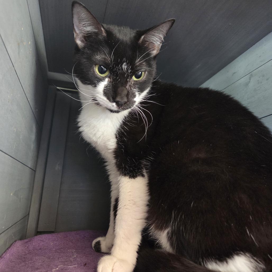 Misty, a Adoptable Domestic Short Hair in Leander, TX image 3/3