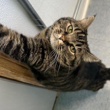 Enlarge Simona, a Adoptable Domestic Short Hair in Buffalo, WY image 1/2