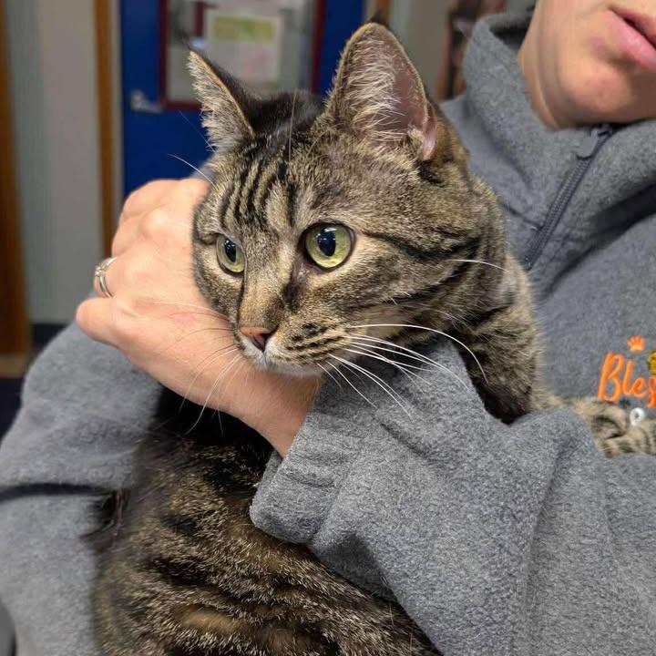 Enlarge Simona, a Adoptable Domestic Short Hair in Buffalo, WY image 2/2