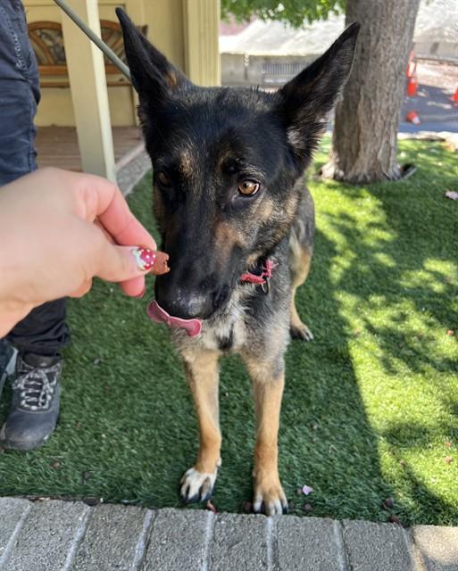 Enlarge Barbie, a ADOPTABLE German Shepherd Dog in Phoenix, OR image 4/6