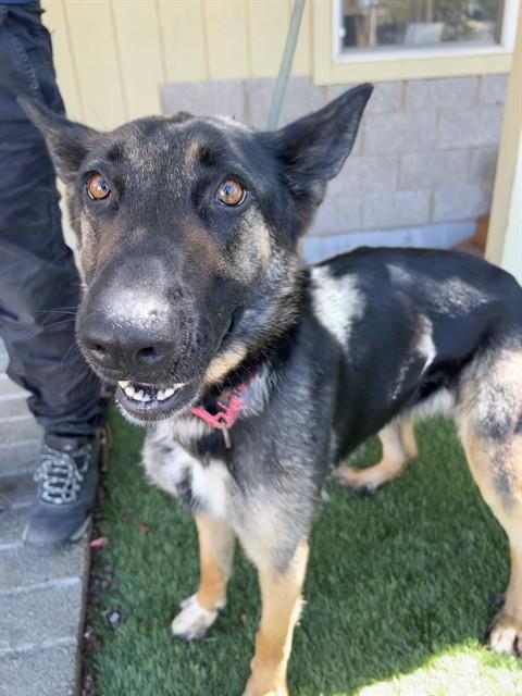 Enlarge Barbie, a ADOPTABLE German Shepherd Dog in Phoenix, OR image 1/6