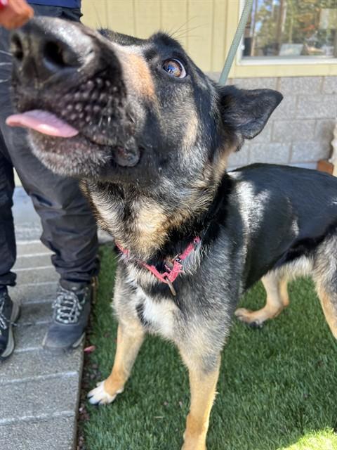 Enlarge Barbie, a ADOPTABLE German Shepherd Dog in Phoenix, OR image 6/6