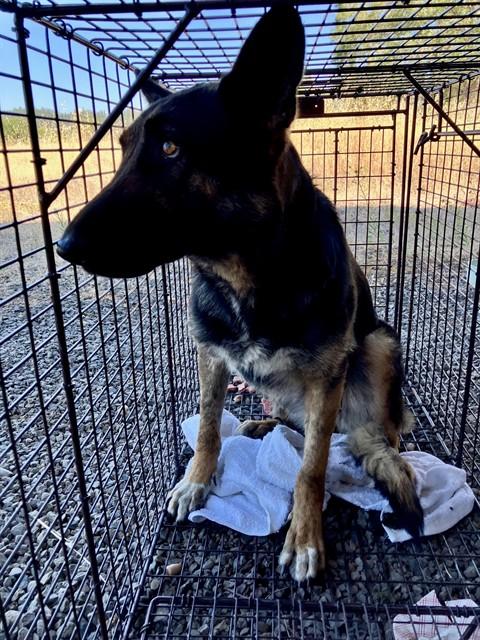 Enlarge Barbie, a ADOPTABLE German Shepherd Dog in Phoenix, OR image 3/6
