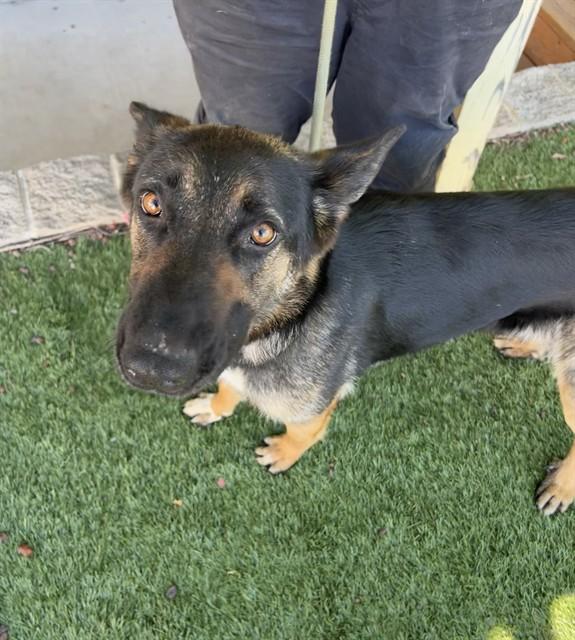 Enlarge Barbie, a ADOPTABLE German Shepherd Dog in Phoenix, OR image 5/6