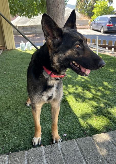 Enlarge Barbie, a ADOPTABLE German Shepherd Dog in Phoenix, OR image 2/6