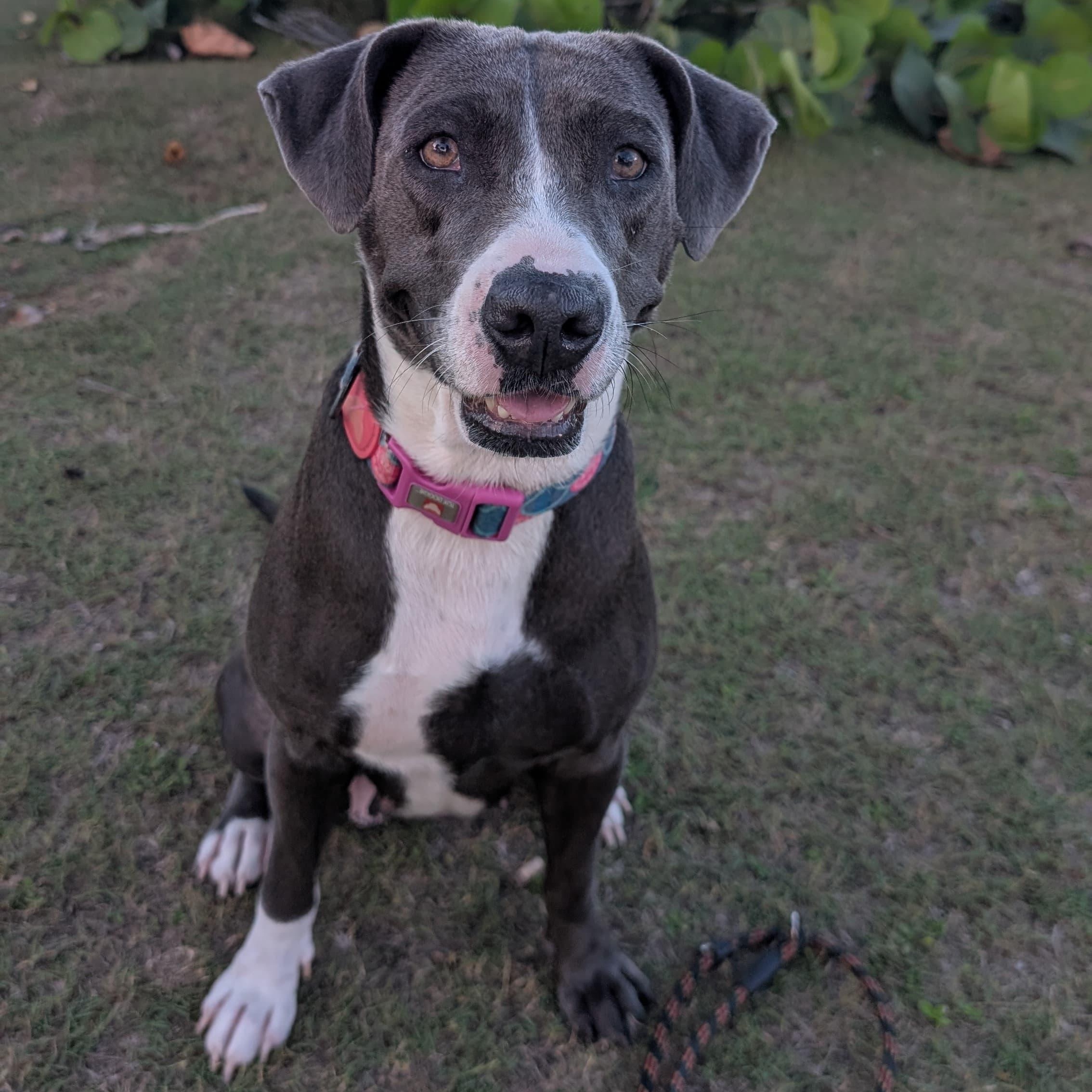 Enlarge MOONPIE - literally the best, a Adoptable mixed breed in New York, NY image 1/6