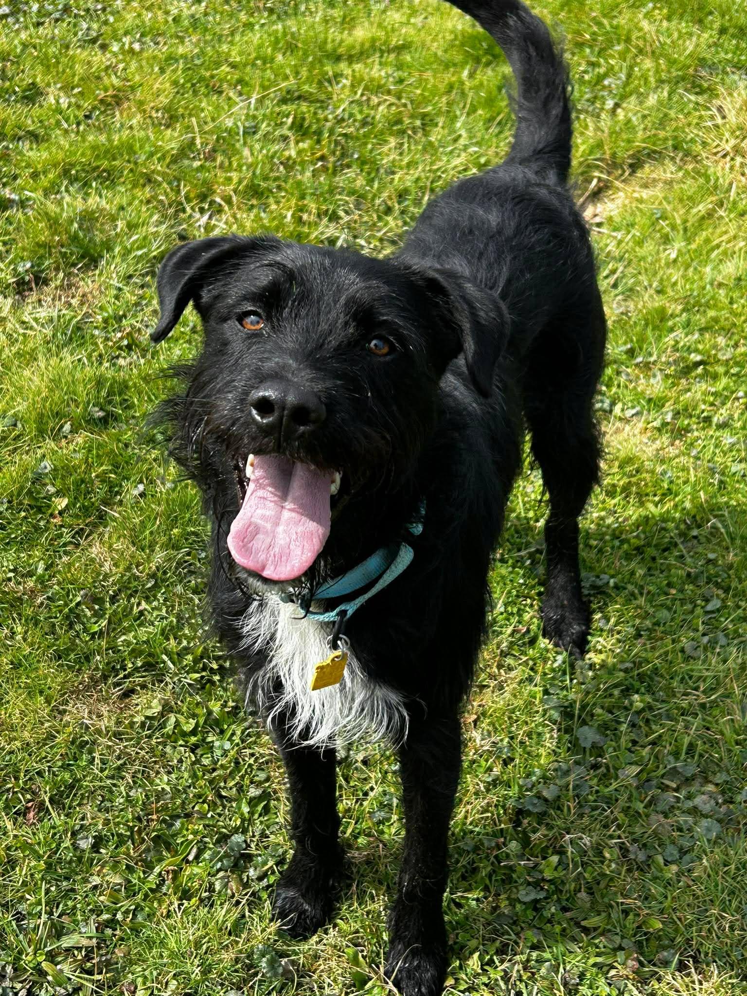 Enlarge Wizard, a ADOPTABLE mixed breed in Brunswick, OH image 3/6