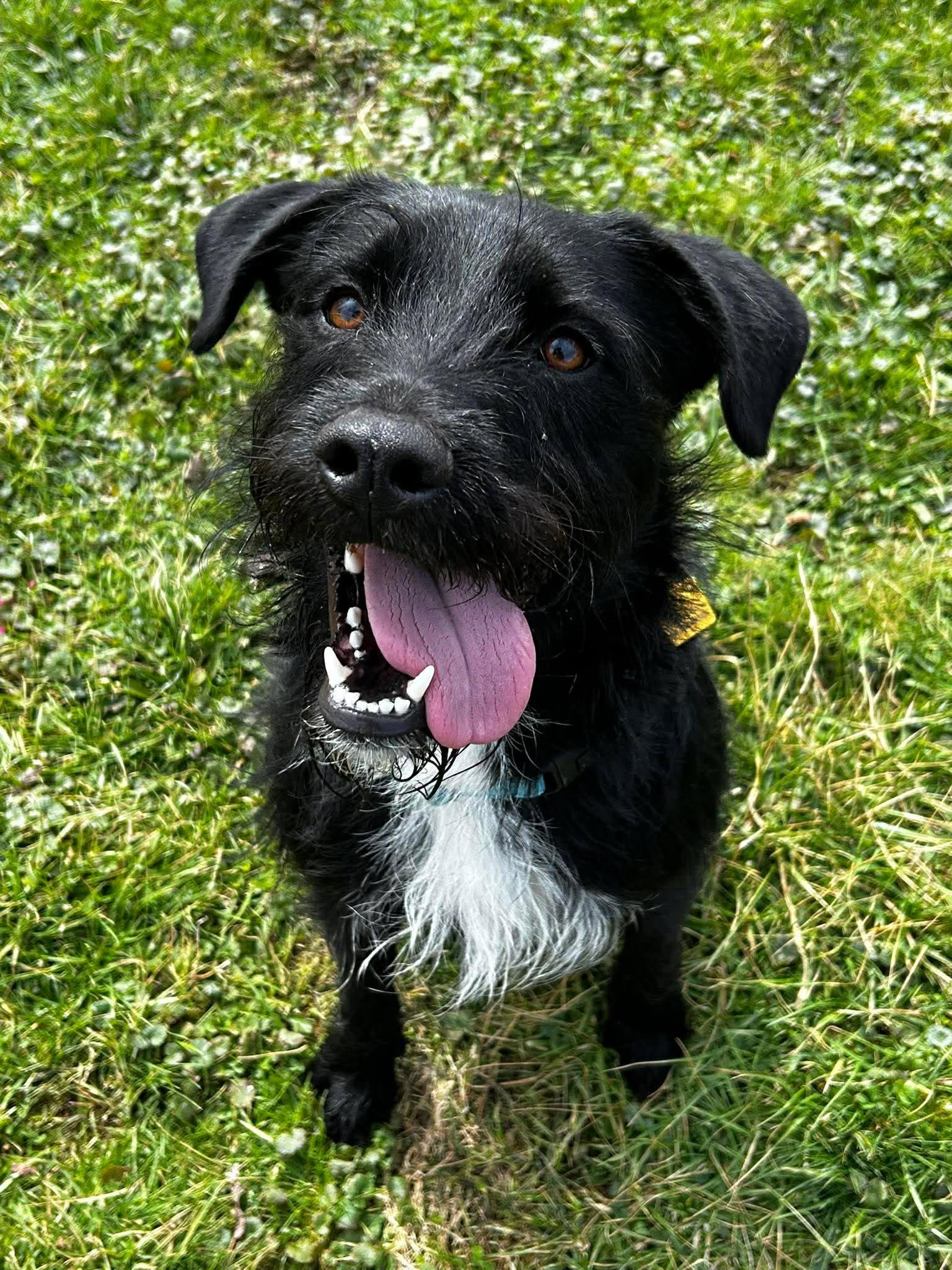 Enlarge Wizard, a ADOPTABLE mixed breed in Brunswick, OH image 1/6