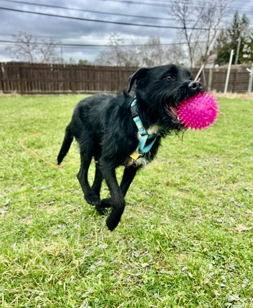 Enlarge Wizard, a ADOPTABLE mixed breed in Brunswick, OH image 6/6