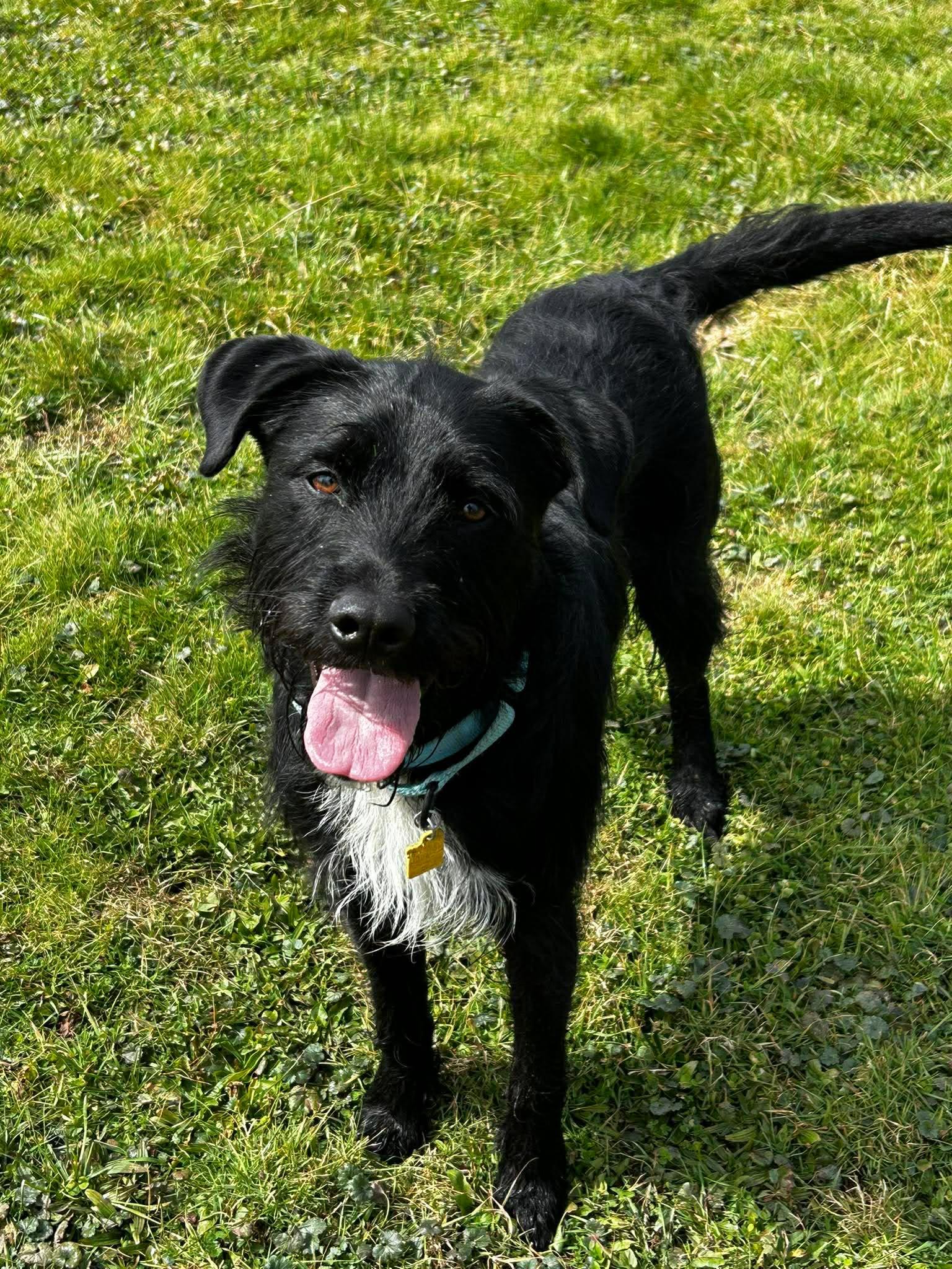 Enlarge Wizard, a ADOPTABLE mixed breed in Brunswick, OH image 4/6