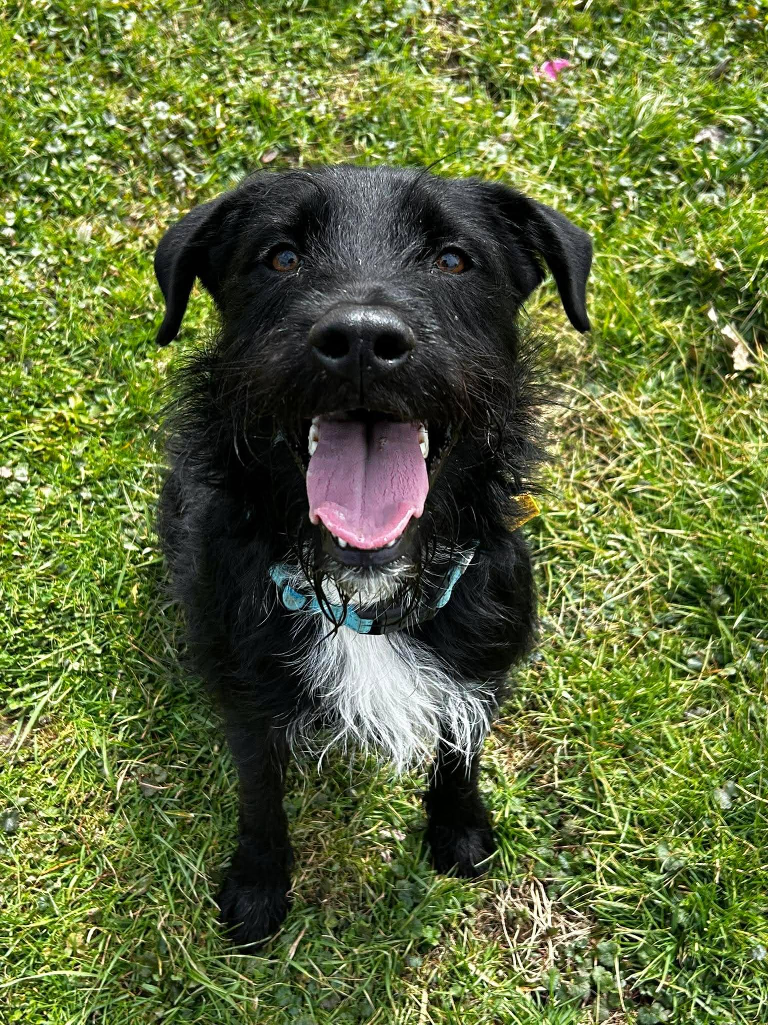 Enlarge Wizard, a ADOPTABLE mixed breed in Brunswick, OH image 2/6