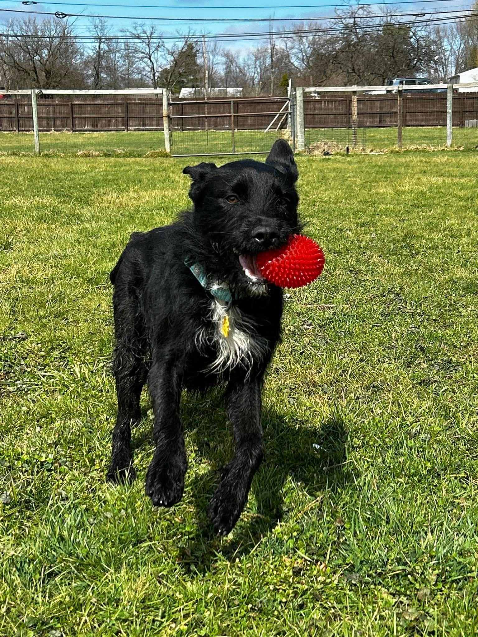 Enlarge Wizard, a ADOPTABLE mixed breed in Brunswick, OH image 5/6