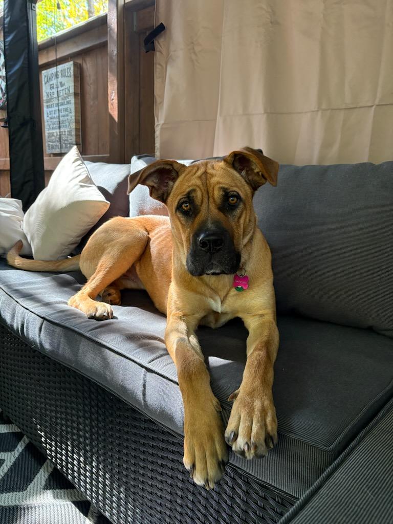 Birdie, Adoptable, Young Female Mixed Breed.