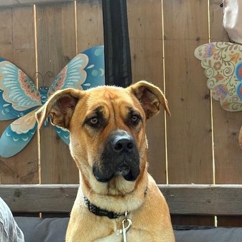 Enlarge Birdie, a Adoptable Mixed Breed in Saskatoon, SK image 1/4