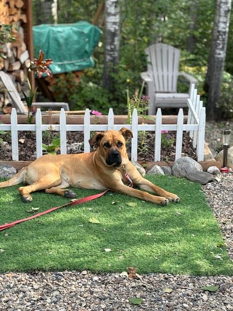 Enlarge Birdie, a Adoptable Mixed Breed in Saskatoon, SK image 3/4