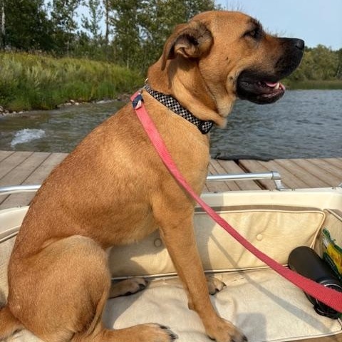 Enlarge Birdie, a Adoptable Mixed Breed in Saskatoon, SK image 2/4