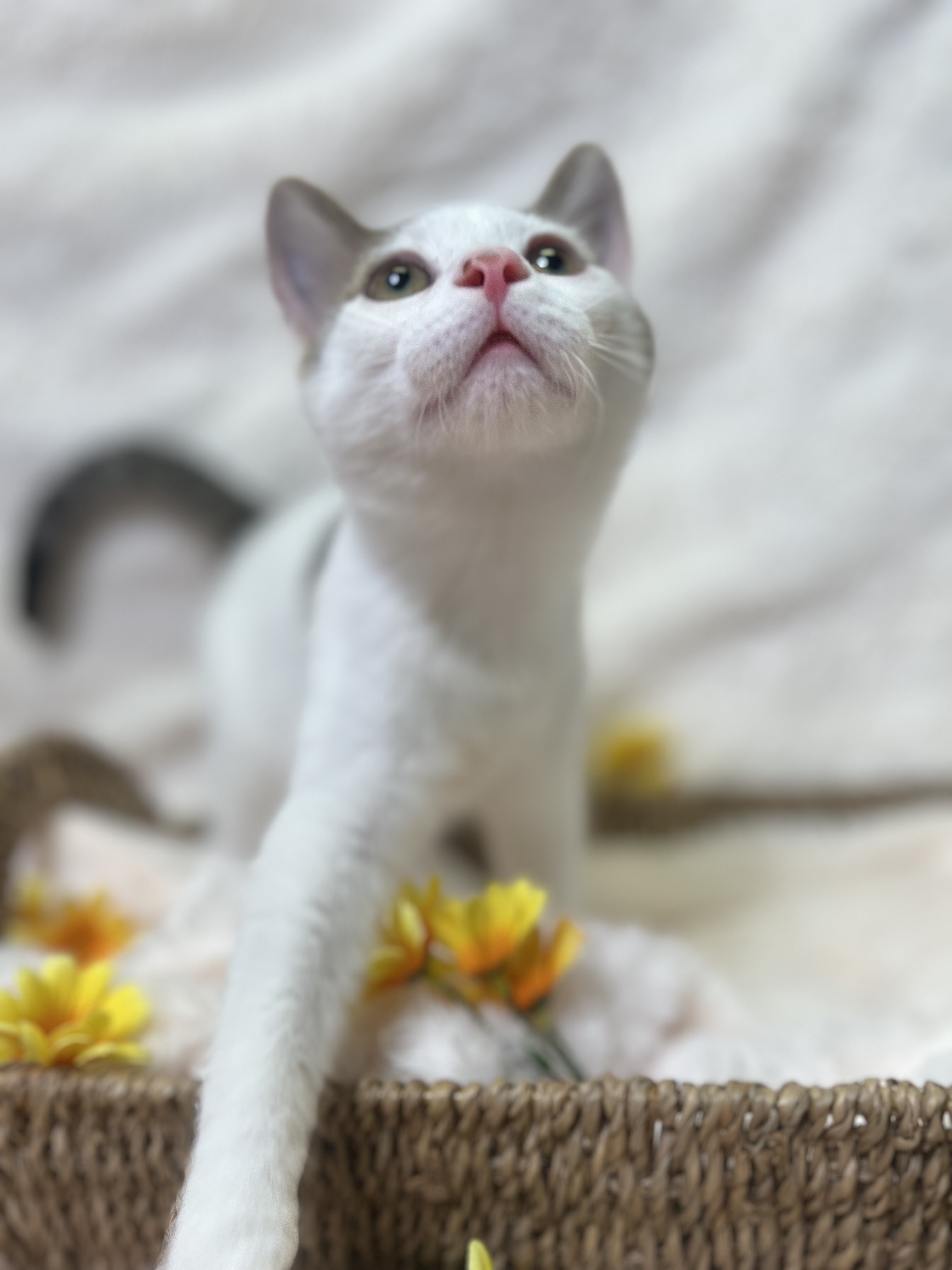Timmy, Baby Male Domestic Short Hair