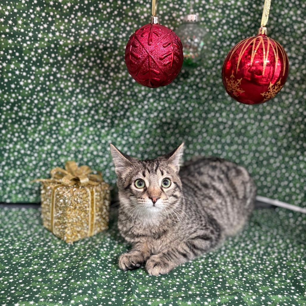 Squints, Adoptable, Young Male Domestic Short Hair.