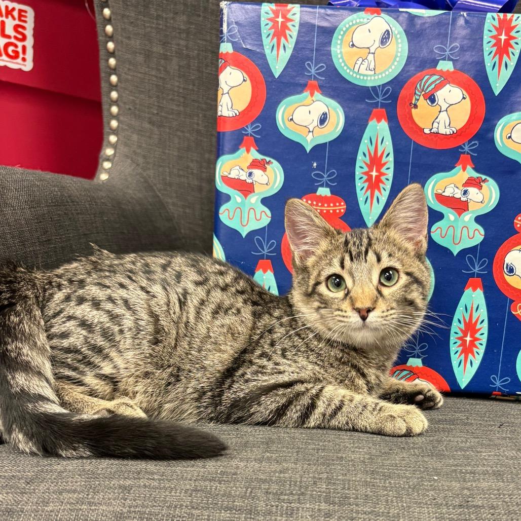 Enlarge Squints, a Adoptable Domestic Short Hair in Greenfield, IN image 2/4