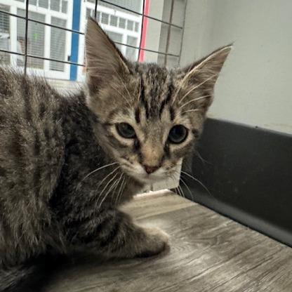 Enlarge Squints, a Adoptable Domestic Short Hair in Greenfield, IN image 4/4