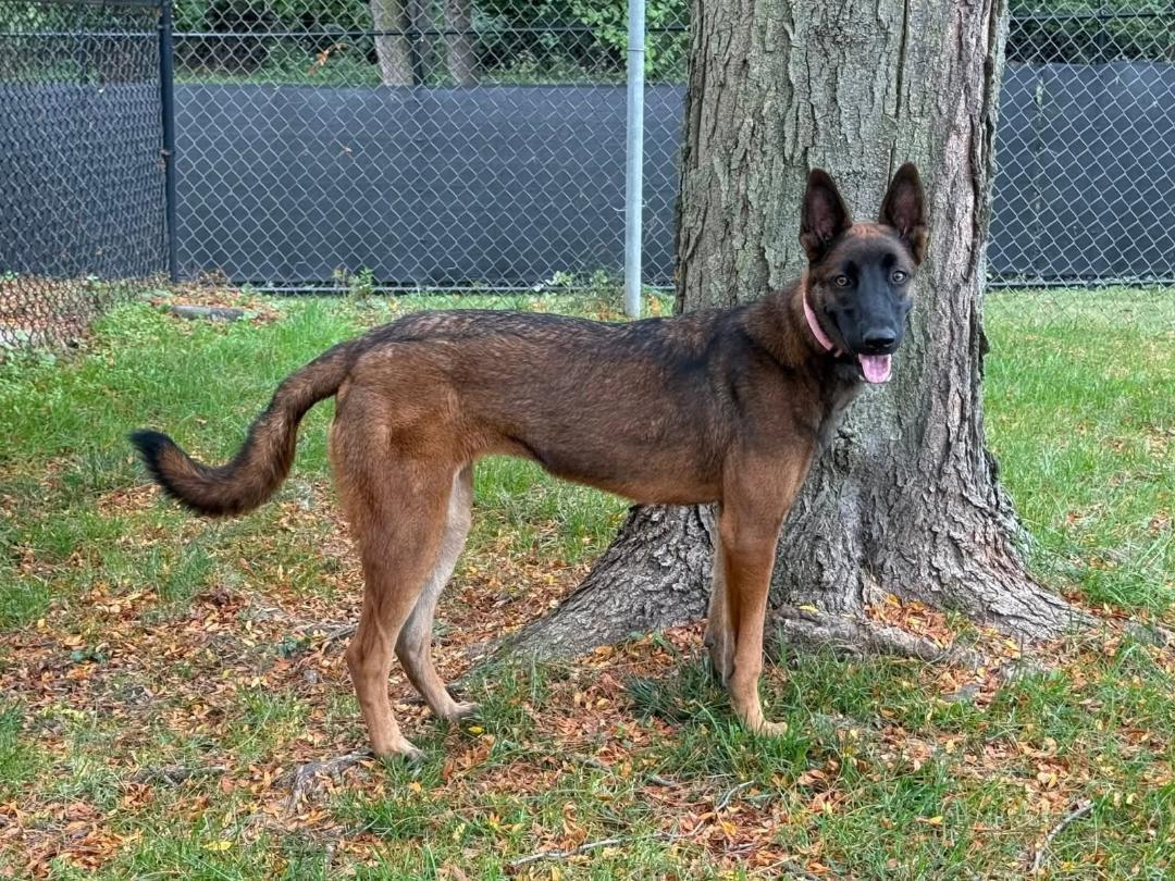 Imala, ADOPTABLE, Young Female Belgian Shepherd / Malinois.