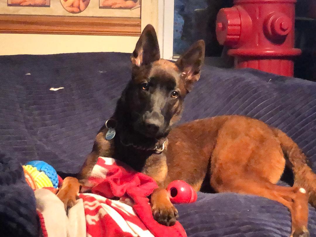 Enlarge Imala, a ADOPTABLE Belgian Shepherd / Malinois in Oregon, IL image 2/3