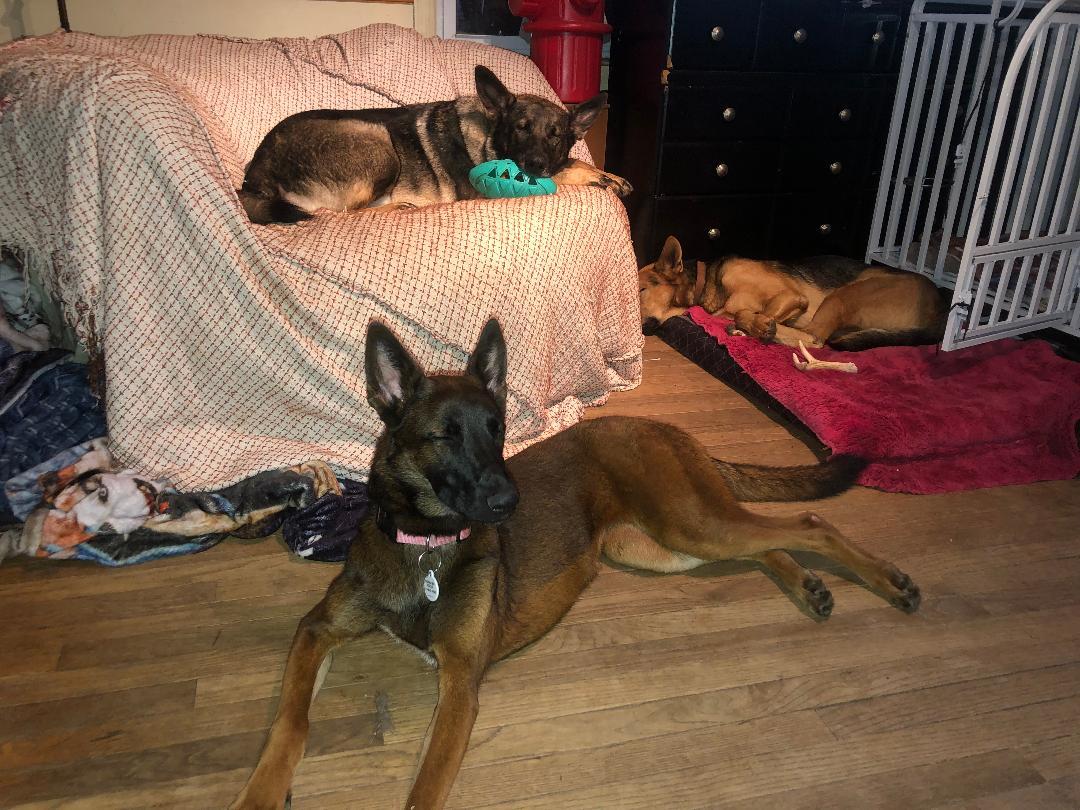 Enlarge Imala, a ADOPTABLE Belgian Shepherd / Malinois in Oregon, IL image 3/3