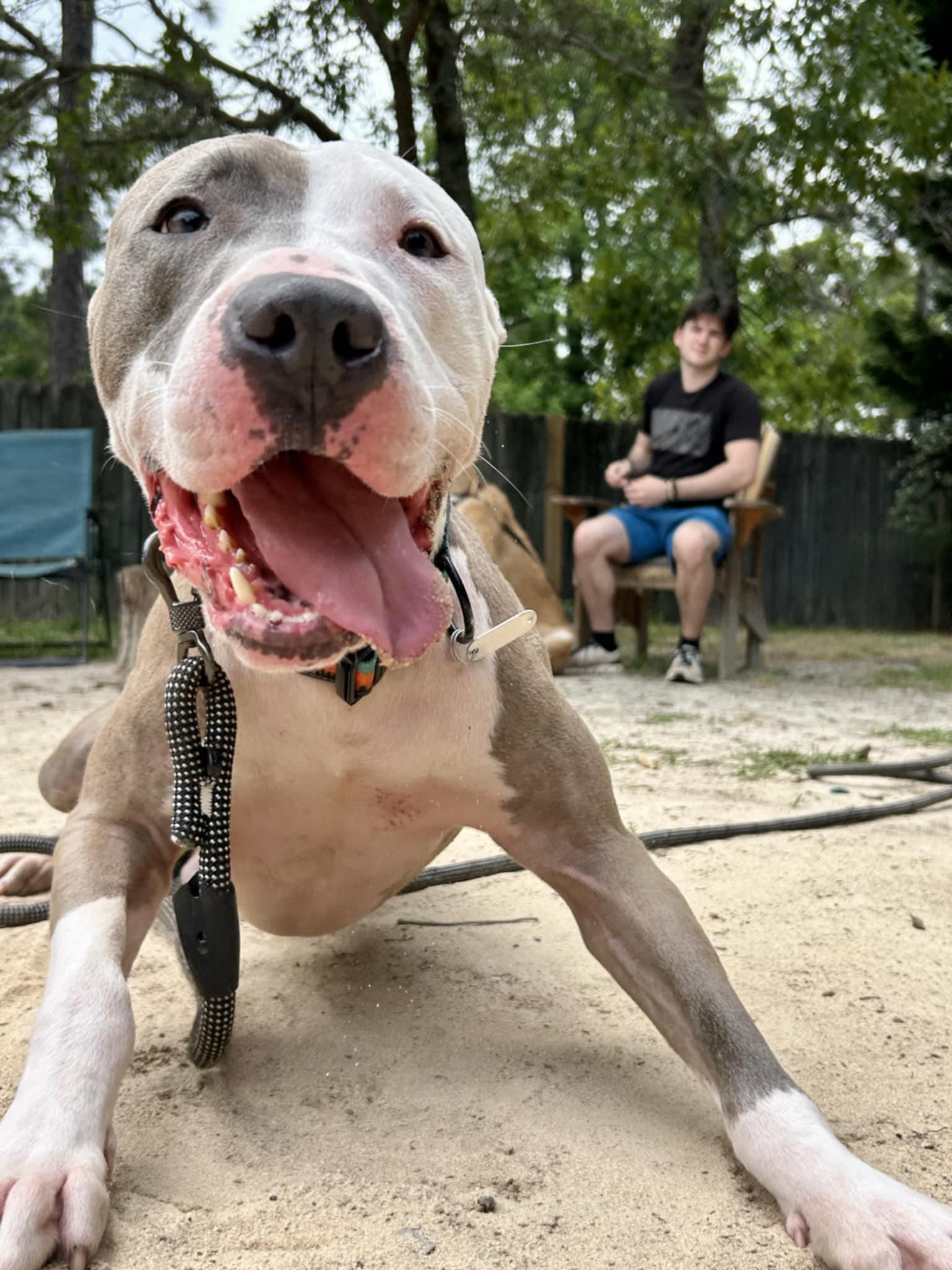 Enlarge Archer, a Adoptable Pit Bull Terrier in Southern Pines, NC image 4/6