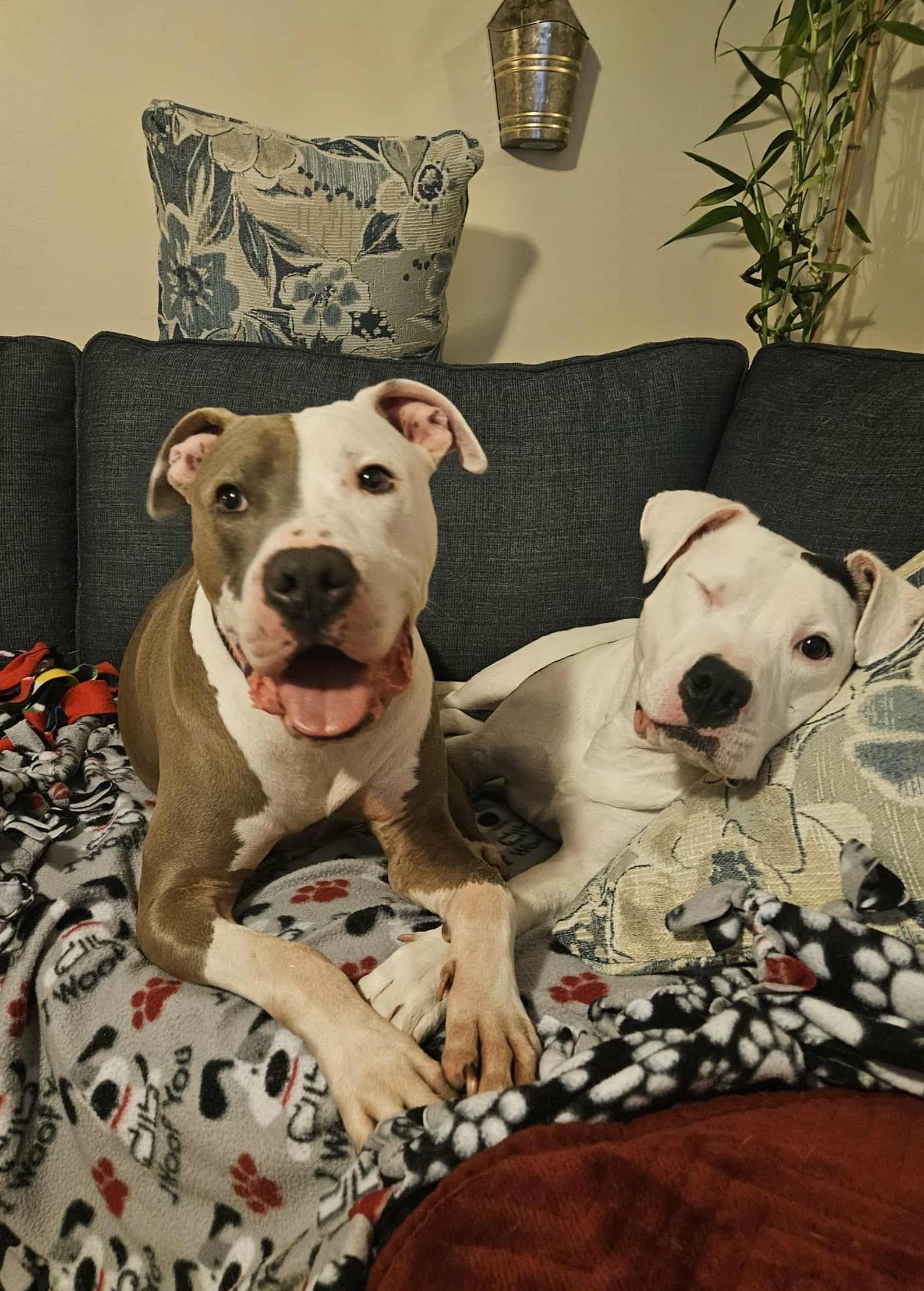 Enlarge Archer, a Adoptable Pit Bull Terrier in Southern Pines, NC image 6/6