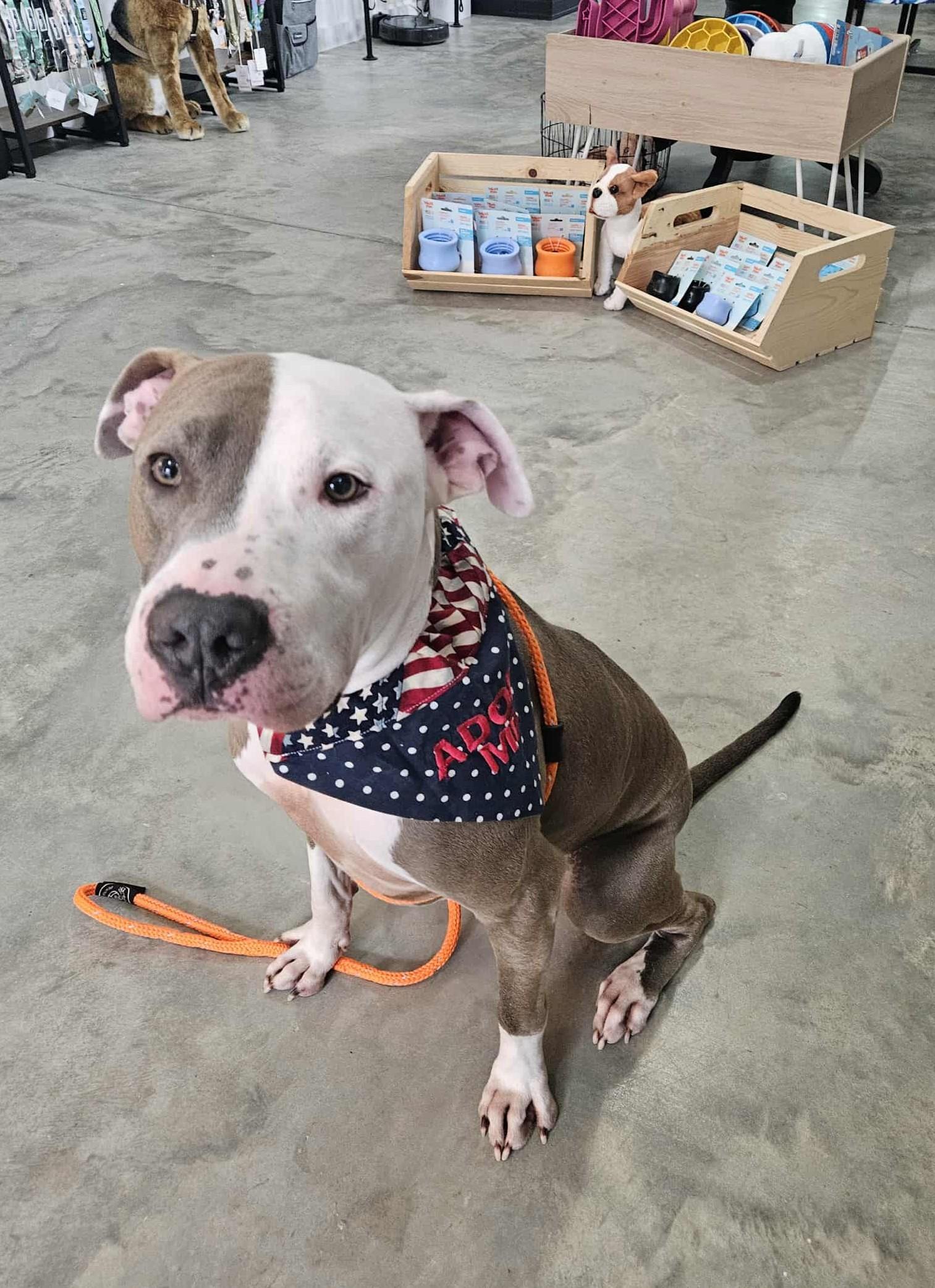 Enlarge Archer, a Adoptable Pit Bull Terrier in Southern Pines, NC image 3/6
