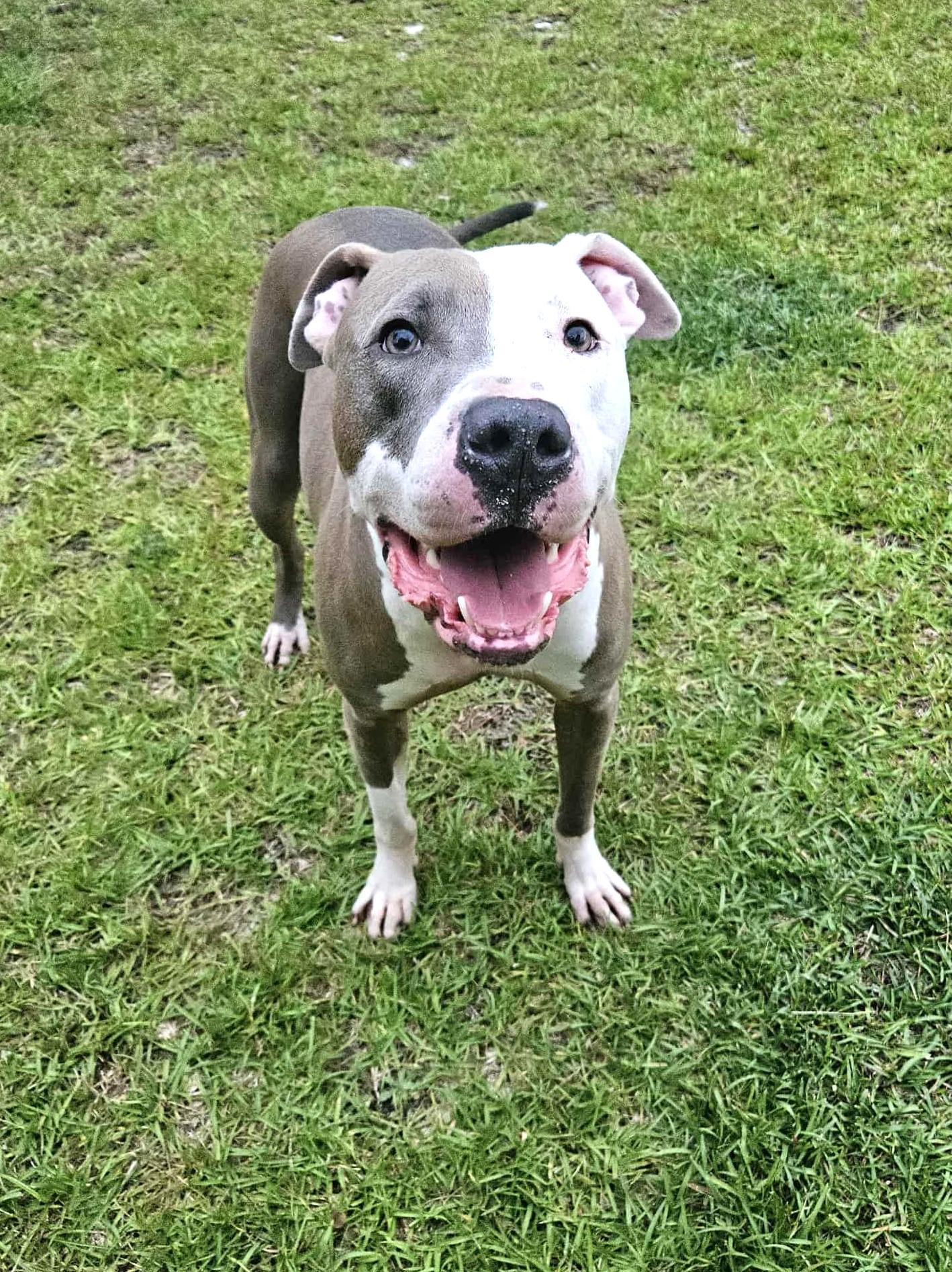 Enlarge Archer, a Adoptable Pit Bull Terrier in Southern Pines, NC image 1/6