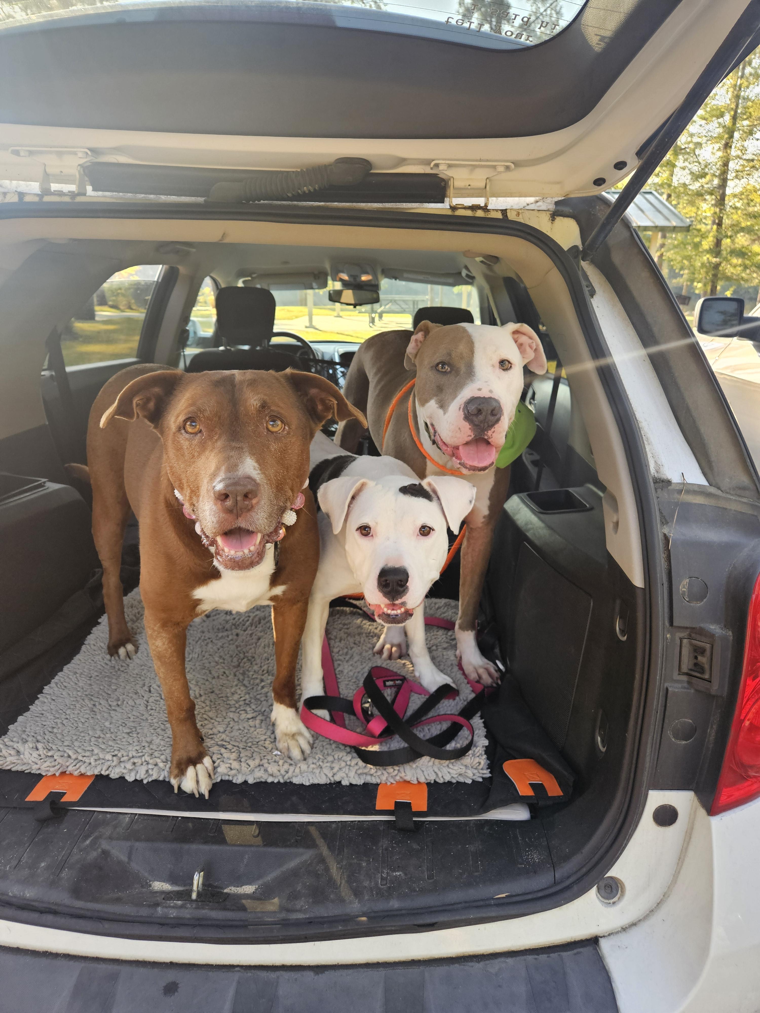 Enlarge Archer, a Adoptable Pit Bull Terrier in Southern Pines, NC image 2/6