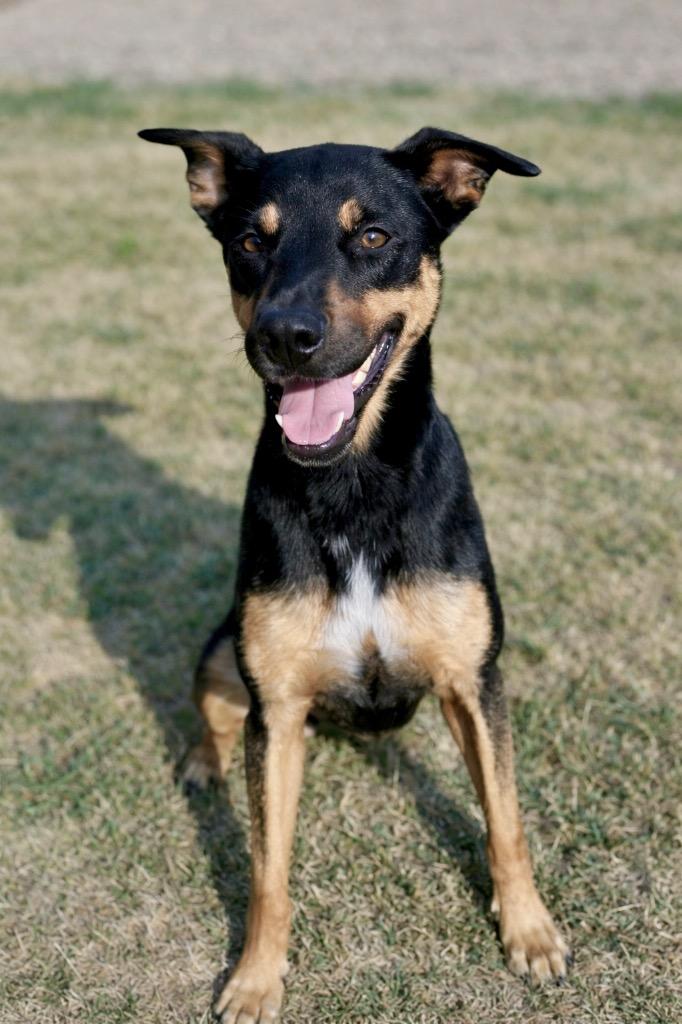 Duke, Adoptable, Adult Male Shepherd & Doberman Pinscher.