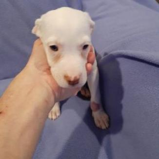 Negan, Adoptable, Adult Male Mixed Breed.