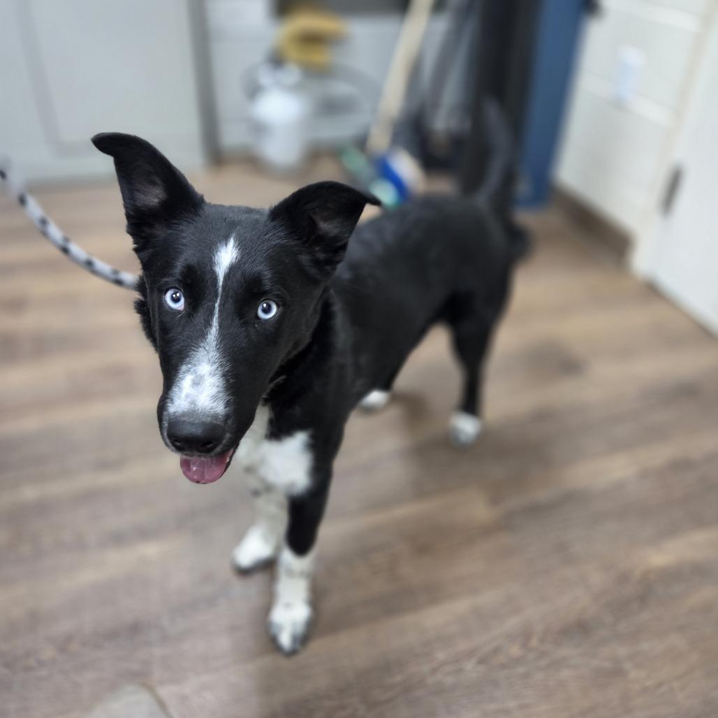Nymeria, Adoptable, Puppy Female Border Collie & Husky.