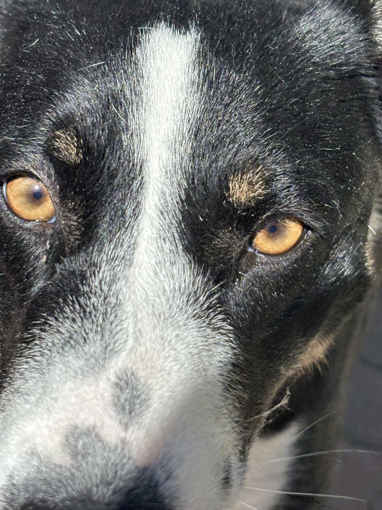 Enlarge Molly, a Adoptable McNab in Capistrano Beach, CA image 1/3