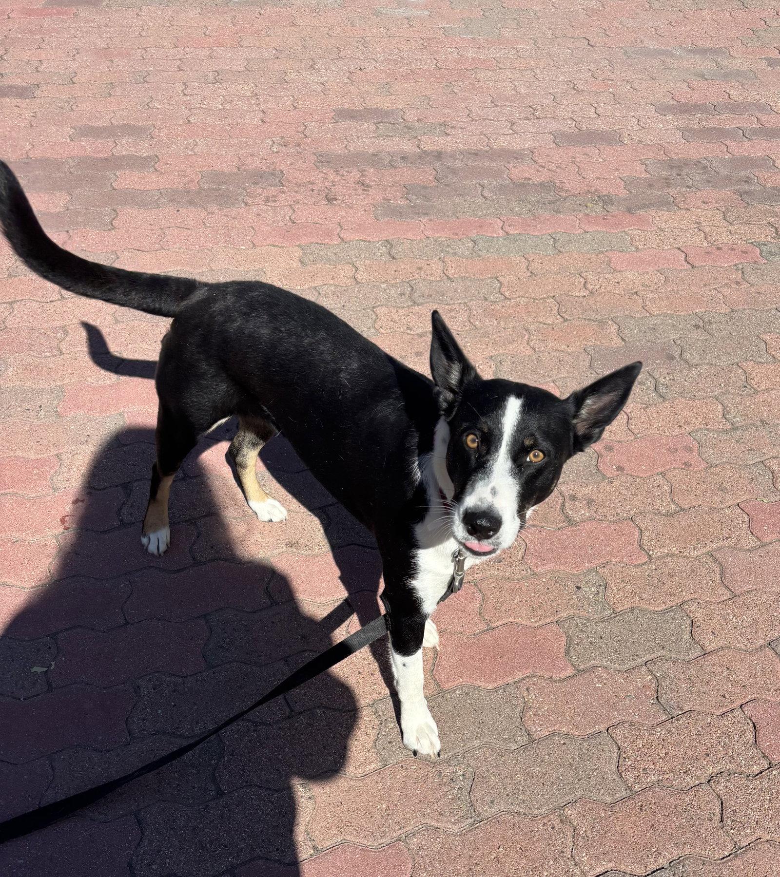 Enlarge Molly, a Adoptable McNab in Capistrano Beach, CA image 2/3