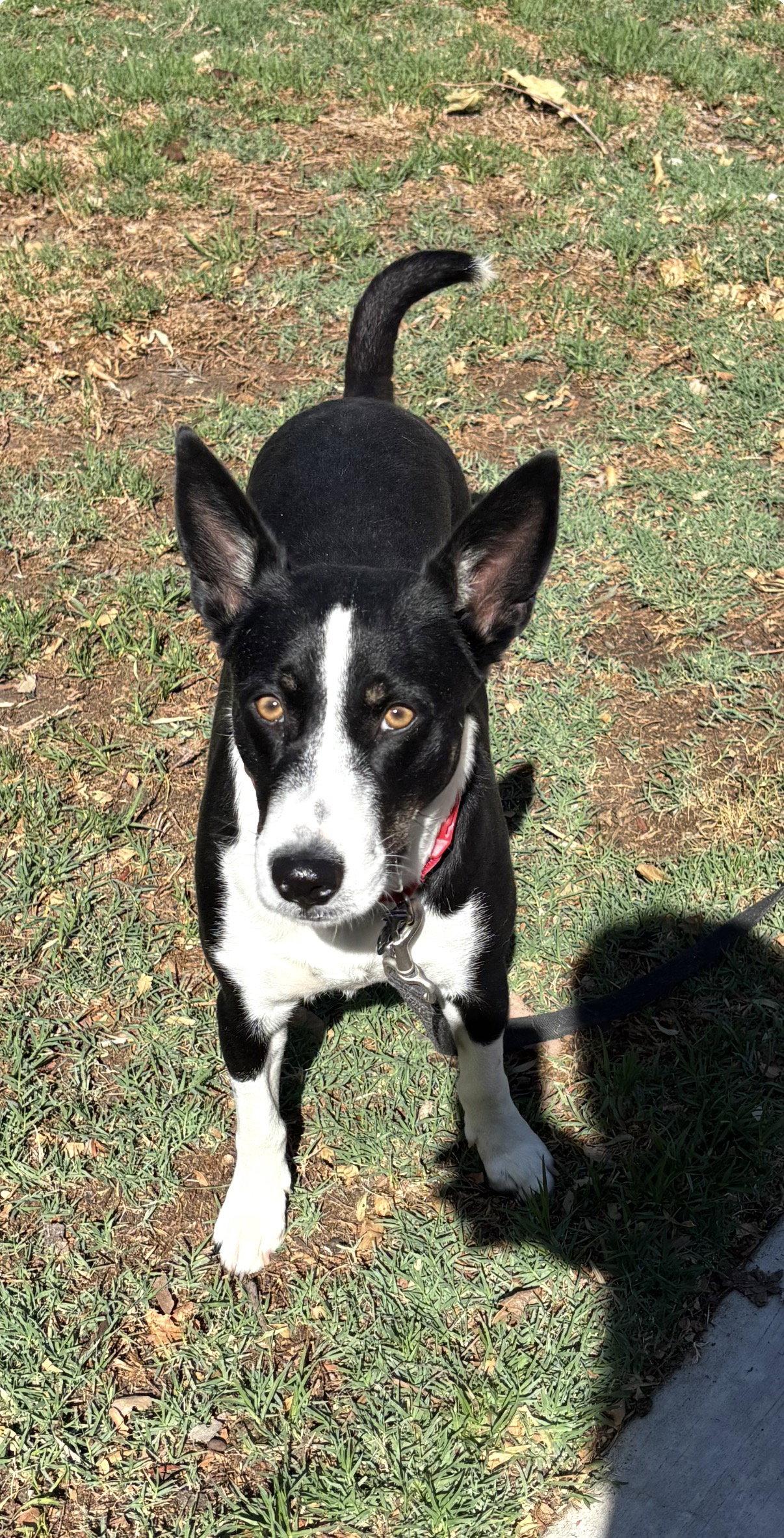 Enlarge Molly, a Adoptable McNab in Capistrano Beach, CA image 3/3