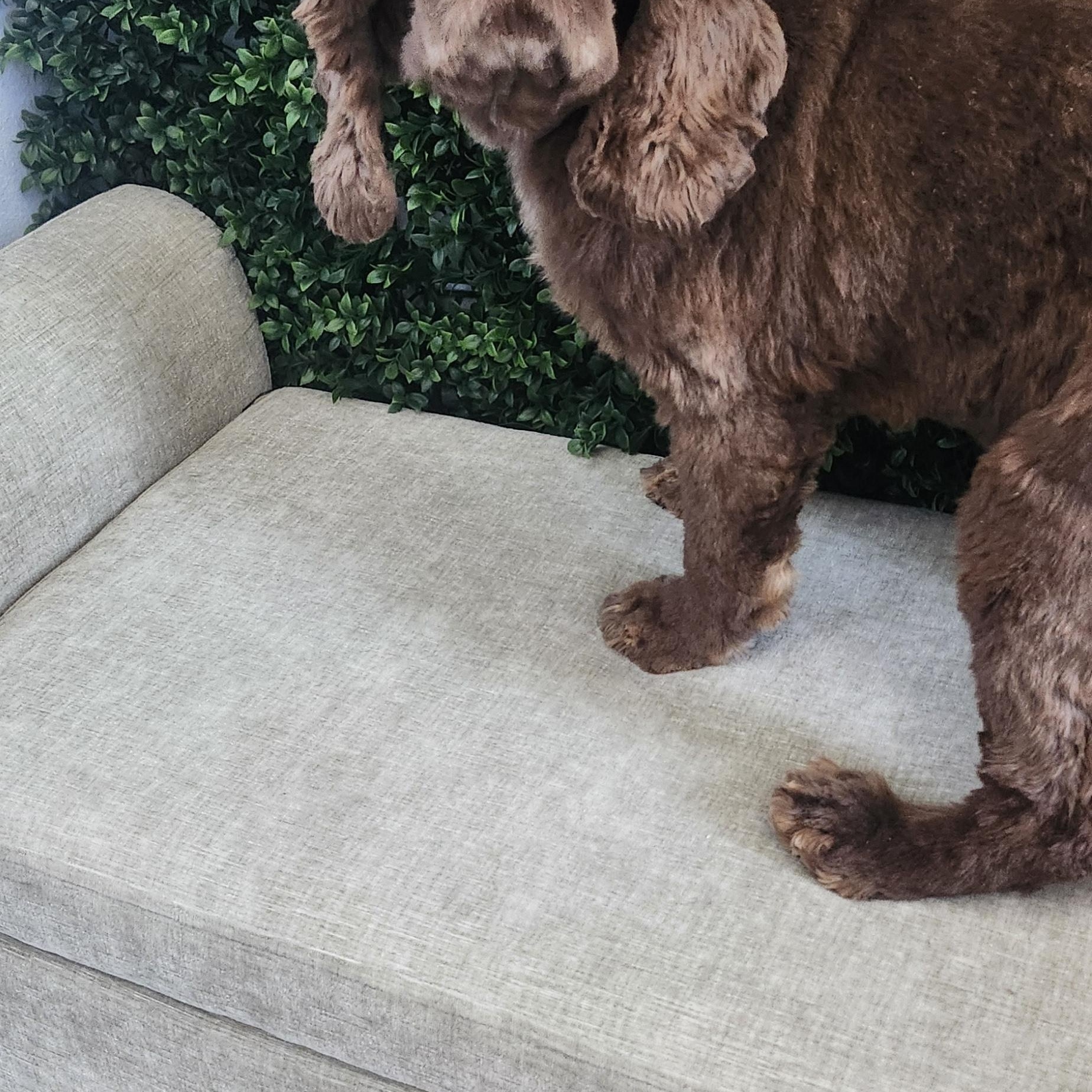 Apollo, Adoptable, Adult Male Cocker Spaniel.